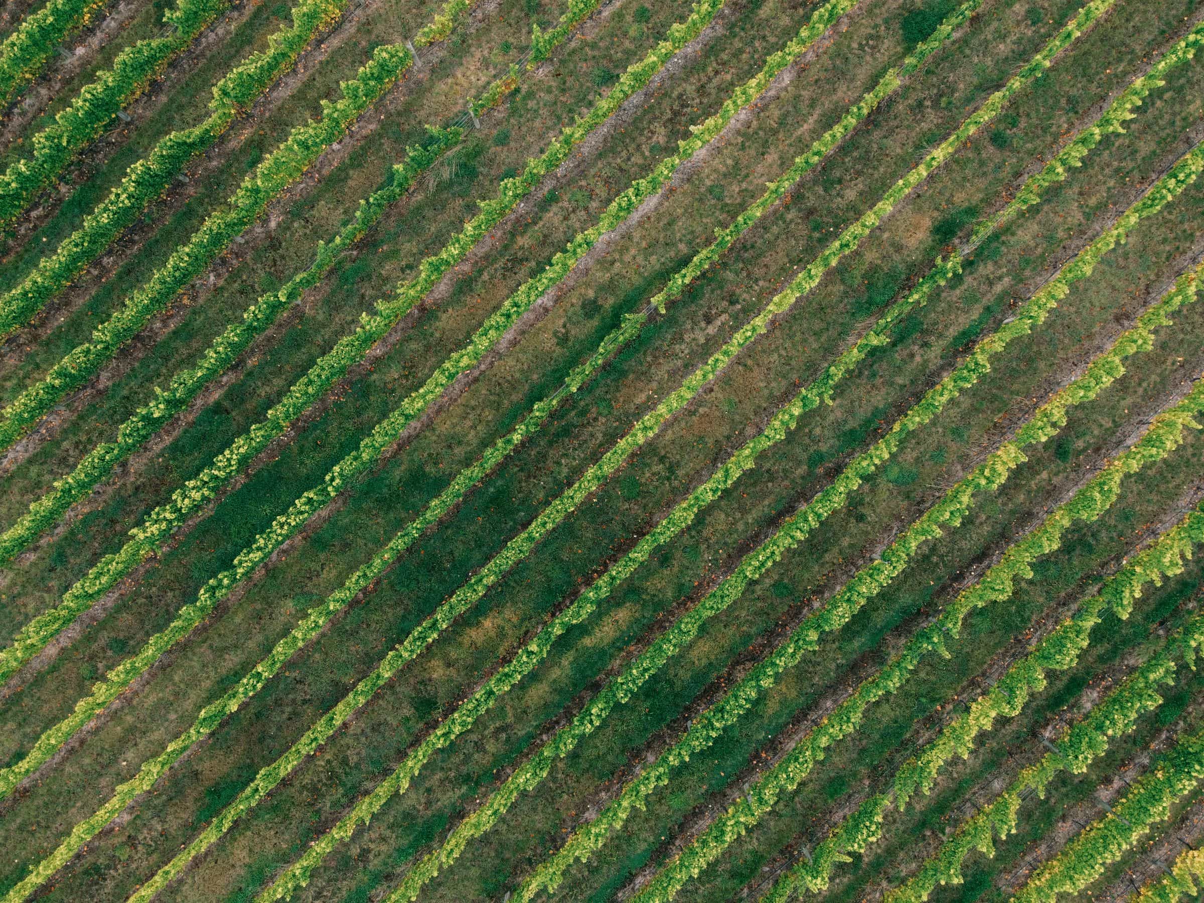 Vista aérea de hileras de parronal